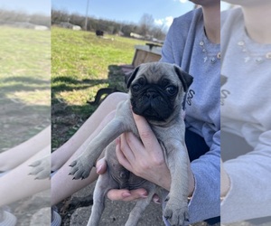 Pug Puppy for sale in GAINESVILLE, MO, USA