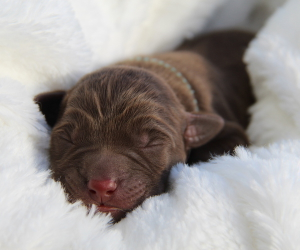 Medium Photo #3 Labrador Retriever Puppy For Sale in HYDE PARK, VT, USA