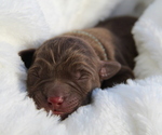 Small Photo #3 Labrador Retriever Puppy For Sale in HYDE PARK, VT, USA