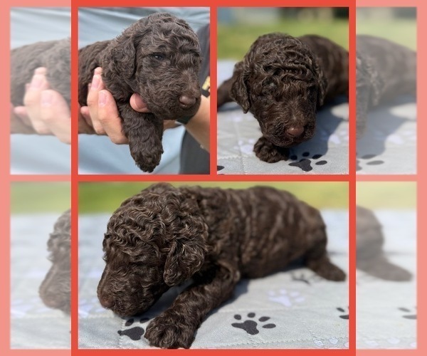 Medium Photo #68 Goldendoodle Puppy For Sale in HOWARD CITY, MI, USA