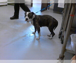 Mutt Dogs for adoption in Fayetteville, NC, USA