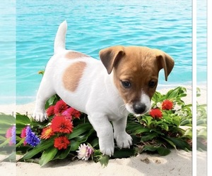 Jack Russell Terrier Puppy for sale in NASHVILLE, NC, USA
