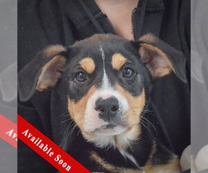 Border Collie-Unknown Mix Dogs for adoption in Huntley, IL, USA
