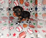 Small #6 Yorkshire Terrier