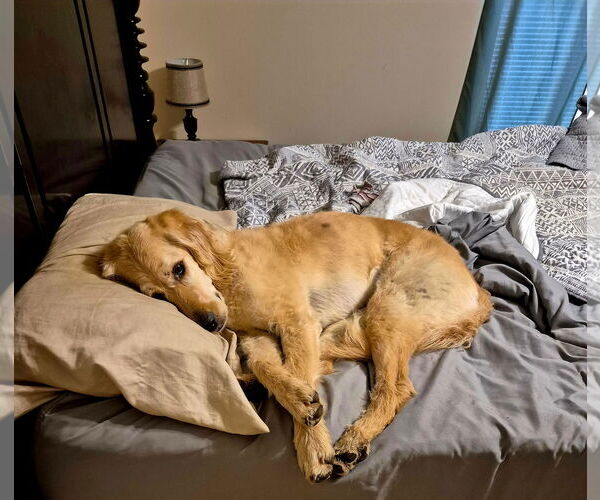Medium Photo #2 Golden Retriever Puppy For Sale in Poplar Bluff, MO, USA