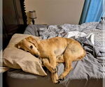 Small #1 Golden Retriever