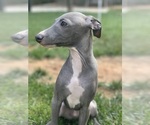 Small #58 Italian Greyhound