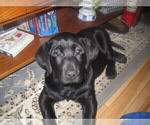 Small Photo #7 Labrador Retriever Puppy For Sale in ORANGE, MA, USA