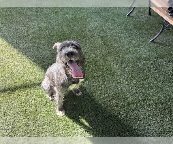 Medium Photo #1 Mutt Puppy For Sale in Corona, CA, USA