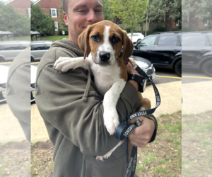 SAVANNAH'S LITTER: TEDDY - Male Labbe Dog for Adoption - Photo #3