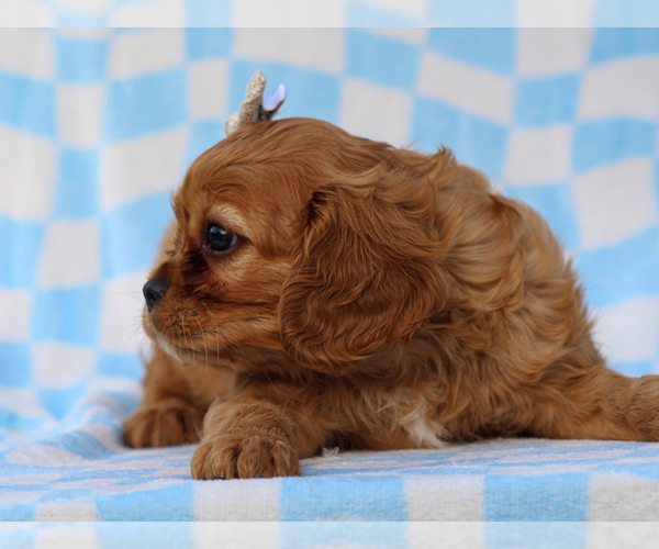 Medium Photo #3 Cavalier King Charles Spaniel Puppy For Sale in LIBERTY, KY, USA
