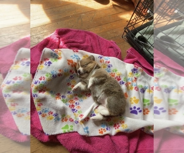 Medium Photo #10 Pembroke Welsh Corgi Puppy For Sale in INDEPENDENCE, MO, USA