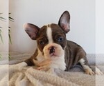 Small Faux Frenchbo Bulldog