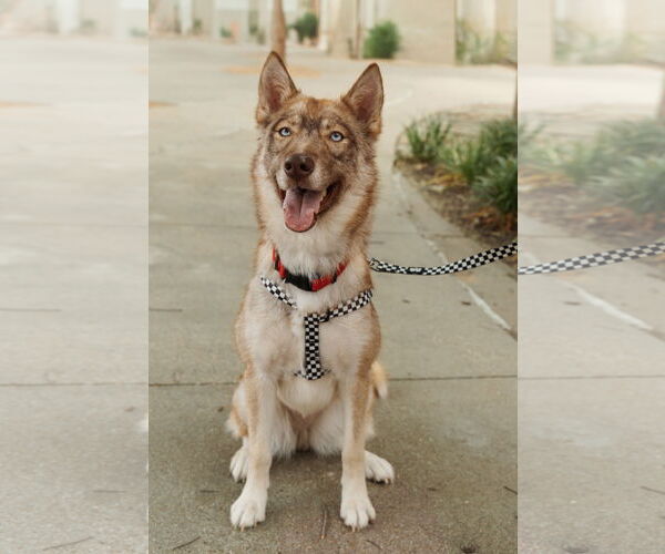 Medium Photo #5 Siberian Husky Puppy For Sale in Carrollton, TX, USA