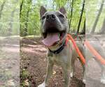 Small #9 Bulldog Mix