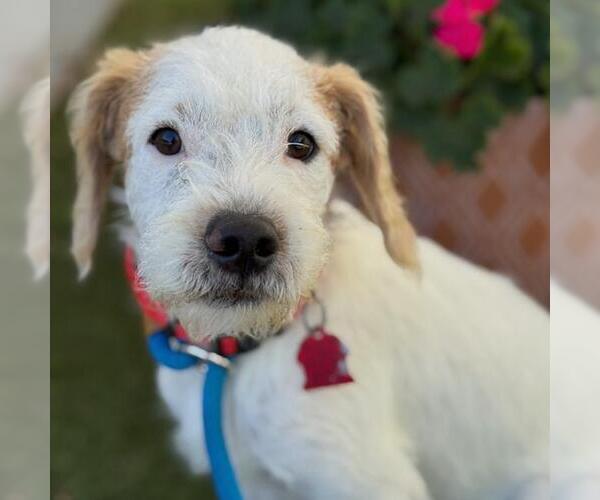 Medium Photo #1 Maltipoo Puppy For Sale in San Diego, CA, USA