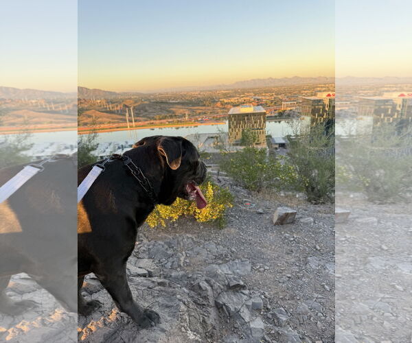 Medium Photo #2 Mutt Puppy For Sale in Goodyear, AZ, USA