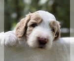 Small Photo #41 Goldendoodle Puppy For Sale in PIERSON, FL, USA