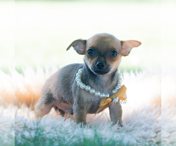 Medium Photo #8 Chihuahua Puppy For Sale in WARSAW, IN, USA