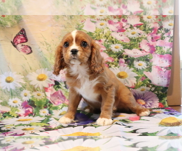 Medium Photo #2 Cavalier King Charles Spaniel Puppy For Sale in SHILOH, OH, USA