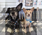 Small #3 Chihuahua Mix