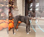 DJ fka Taylin - Female Mutt Dog for Adoption - Small photo