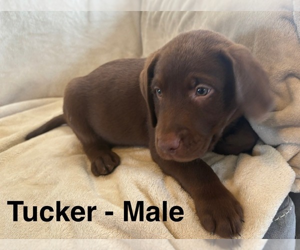Medium Photo #6 Labrador Retriever Puppy For Sale in OVID, MI, USA