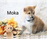 Small #4 Shiba Inu