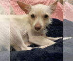 Small #3 Chihuahua Mix