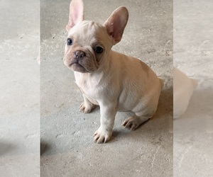 French Bulldog Puppy for sale in BOLIVIA, NC, USA