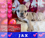 Small Photo #1 French Bulldog Puppy For Sale in HEATHROW, FL, USA