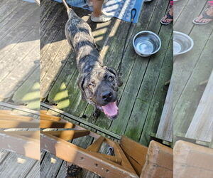 Mastiff-Unknown Mix Dogs for adoption in Belleville, MI, USA