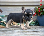 Puppy Bella French Bulldog