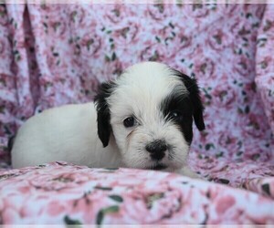 Bichpoo Puppy for sale in BLOOMINGTON, IN, USA