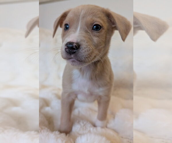 Medium Photo #6 Mutt Puppy For Sale in Brooklyn Center, MN, USA