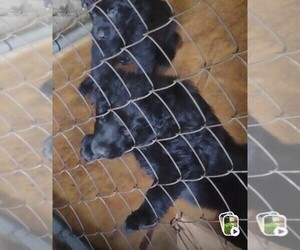 German Shepherd Dog Puppy for sale in GALION, OH, USA