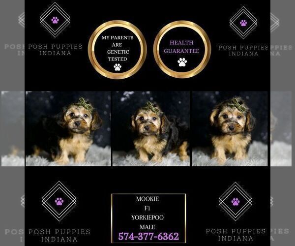 Medium Photo #8 YorkiePoo Puppy For Sale in WARSAW, IN, USA