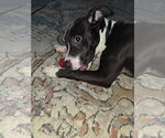 Small Photo #6 Mutt Puppy For Sale in Princeton, MN, USA