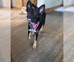 Small #1 Border Collie Mix