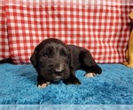 Small Photo #44 Golden Mountain Dog Puppy For Sale in BLACK FOREST, CO, USA