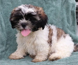 Shih Tzu Puppy for sale in SHILOH, OH, USA