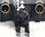 Puppy Babykins YorkiePoo