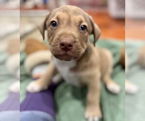 Mutt Dogs for adoption in Canton, CT, USA