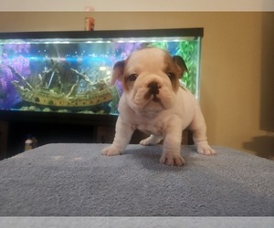 Bulldog Puppy for sale in CLARKSVILLE, TN, USA