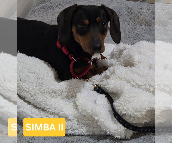 Medium Photo #2 Dachshund Puppy For Sale in Taunton, MA, USA