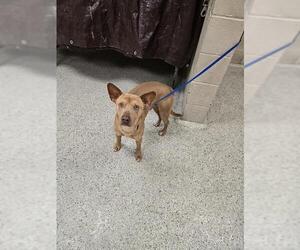 Mutt Dogs for adoption in Conroe, TX, USA