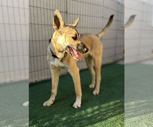 Jackson - Male Australian Kelpie-Unknown Mix Dog for Adoption - Photo #5