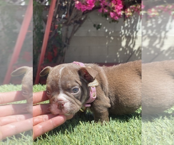 Medium Photo #22 Bulldog Puppy For Sale in LOS ANGELES, CA, USA