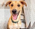 Small #1 Weimaraner Mix