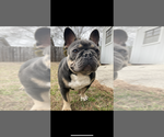 Small #9 French Bulldog